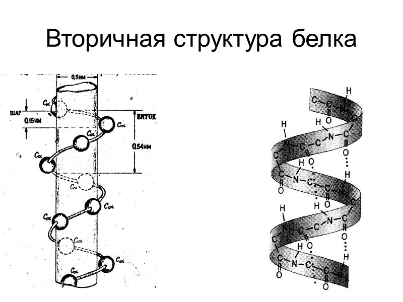 Вторичная структура белка